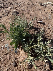 Zilla spinosa