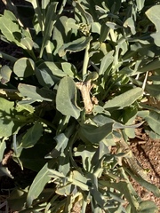 Zilla spinosa