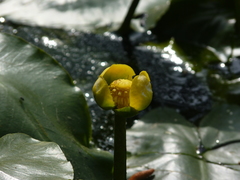 Nuphar sagittifolia