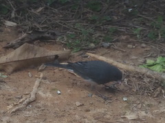 Junco