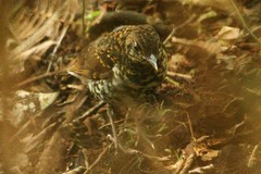 Zoothera neilgherriensis