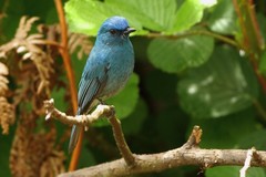 Eumyias albicaudatus