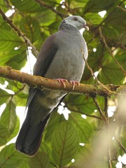 Columba elphinstonii