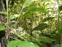 Xylobium elongatum