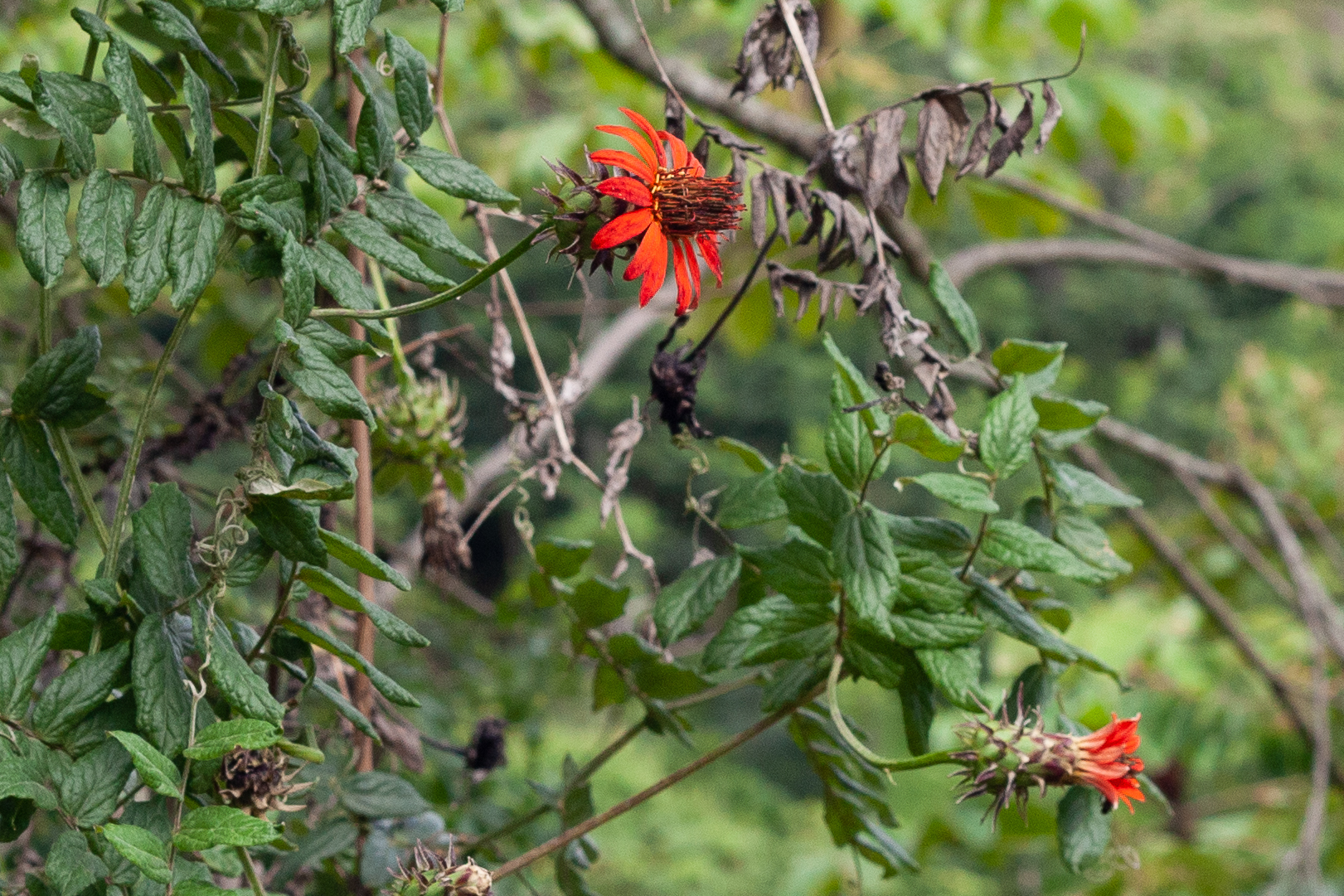 Mutisia coccinea