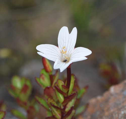 Epilobium glabellum G.Forst.