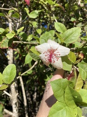 Hibiscus arnottianus