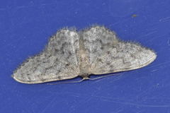 Idaea alyssumata