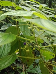 Miconia silvicola