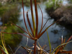 Juncus repens