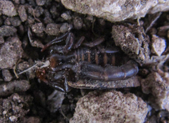 Bothriurus prospicuus