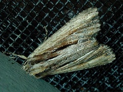 Apamea verbascoides