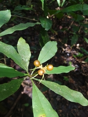 Carapichea ligularis