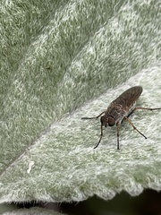 Anabarhynchus helvenacus