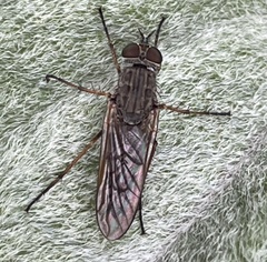 Anabarhynchus helvenacus