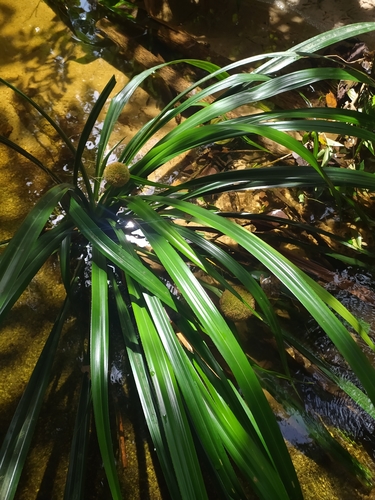 Thurnia sphaerocephala (Thurnia sphaerocephala)