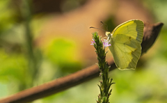 Abaeis arbela gratiosa