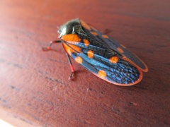 Mahanarva costaricensis