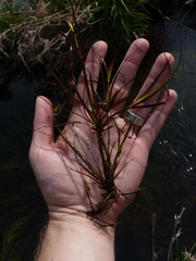 Juncus repens