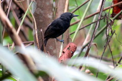 Cercomacroides serva