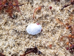 Hemitoma octoradiata