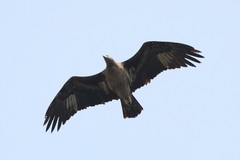 Haliaeetus leucoryphus