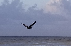 Pelecanus occidentalis