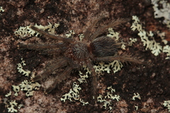 Dolichothele diamantinensis