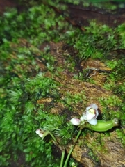 Cheiradenia cuspidata