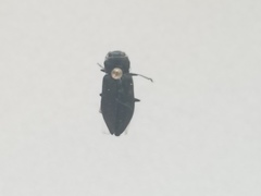 Melanophila acuminata