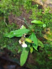 Cheiradenia cuspidata