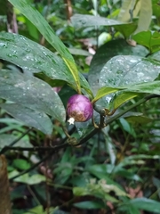 Palicourea apoda