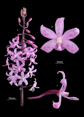 Dipodium roseum D.L.Jones & M.A.Clem.