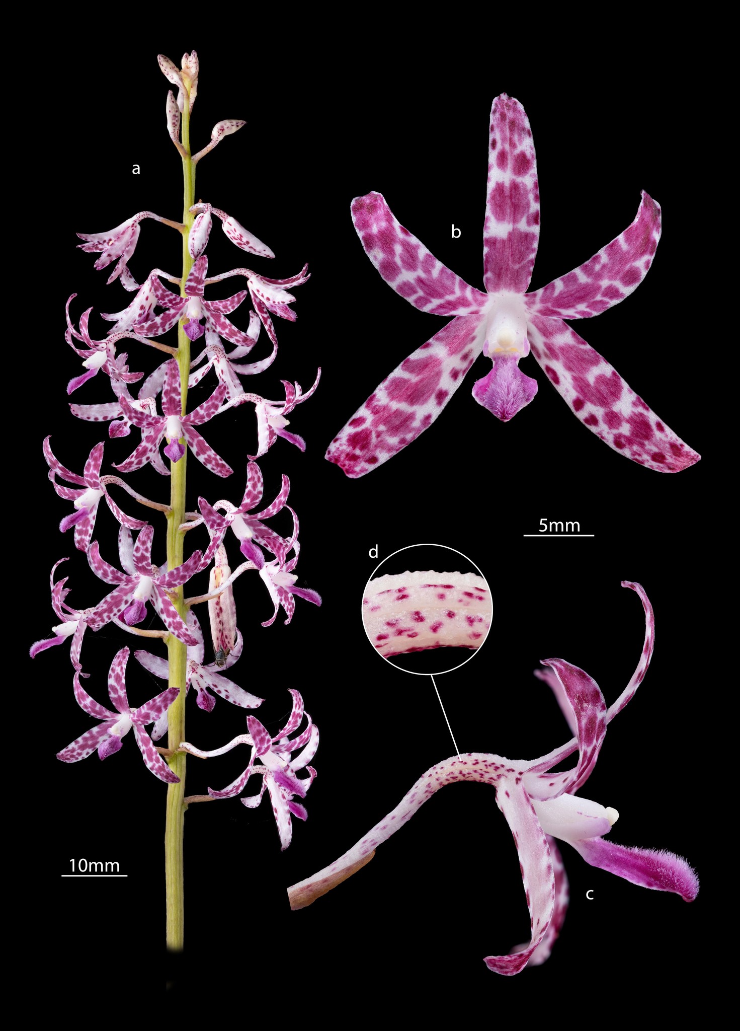 Dipodium