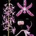 Hyacinth Orchids - Photo (c) izakschoon, some rights reserved (CC BY-NC), uploaded by izakschoon