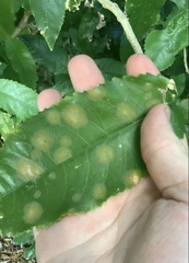 Cephaleuros lagerheimii