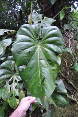 Anthurium cascajalense
