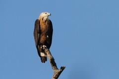 Haliaeetus leucoryphus