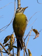Picus squamatus