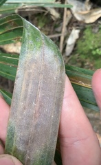 Nameriophyes sapidae
