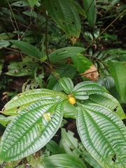 Miconia alternidomatia