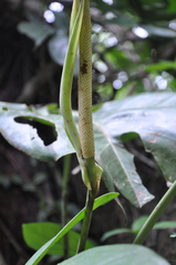 Anthurium cascajalense