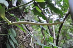 Anthurium cascajalense