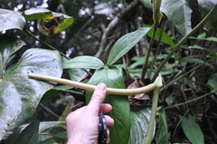 Anthurium cascajalense
