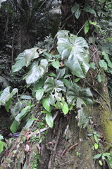 Anthurium cascajalense