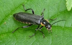 Cantharis obscura