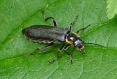 Cantharis obscura