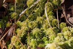 Sphagnum recurvum