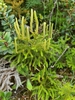 Mountain Clubmoss - Photo (c) Isaac Bain, some rights reserved (CC BY-NC), uploaded by Isaac Bain