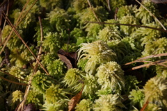 Sphagnum recurvum